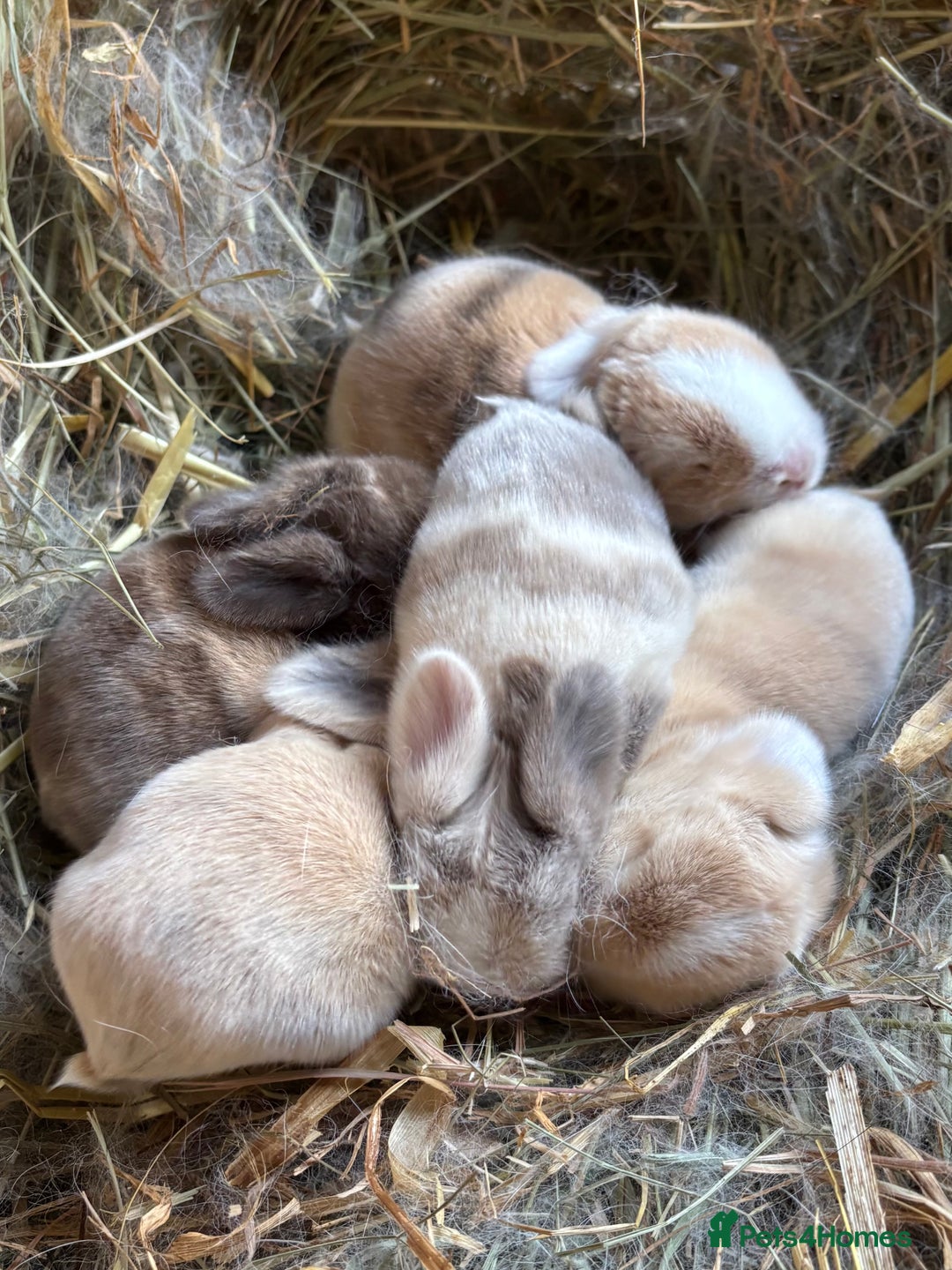 Mini Lop rabbits for sale: 4 mini lops born 11th November  - Advert 2