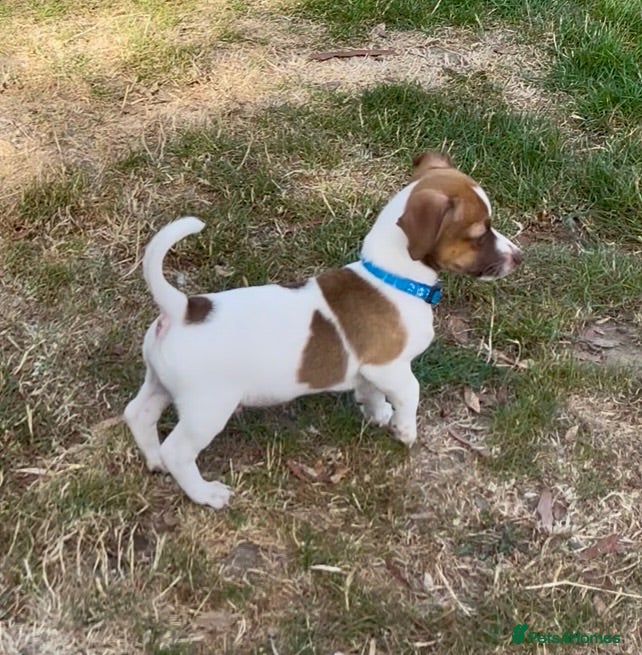 Jack Russell dogs Adorable mini Jack Russell babies  - Advert 1