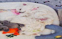 Maltese dogs for sale: Beautiful Maltese – KC, korean-Champion Bloodline - Image 7