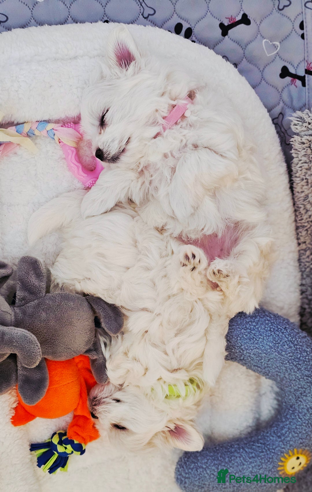 Maltese dogs for sale: Beautiful Maltese – KC, korean-Champion Bloodline - Image 7