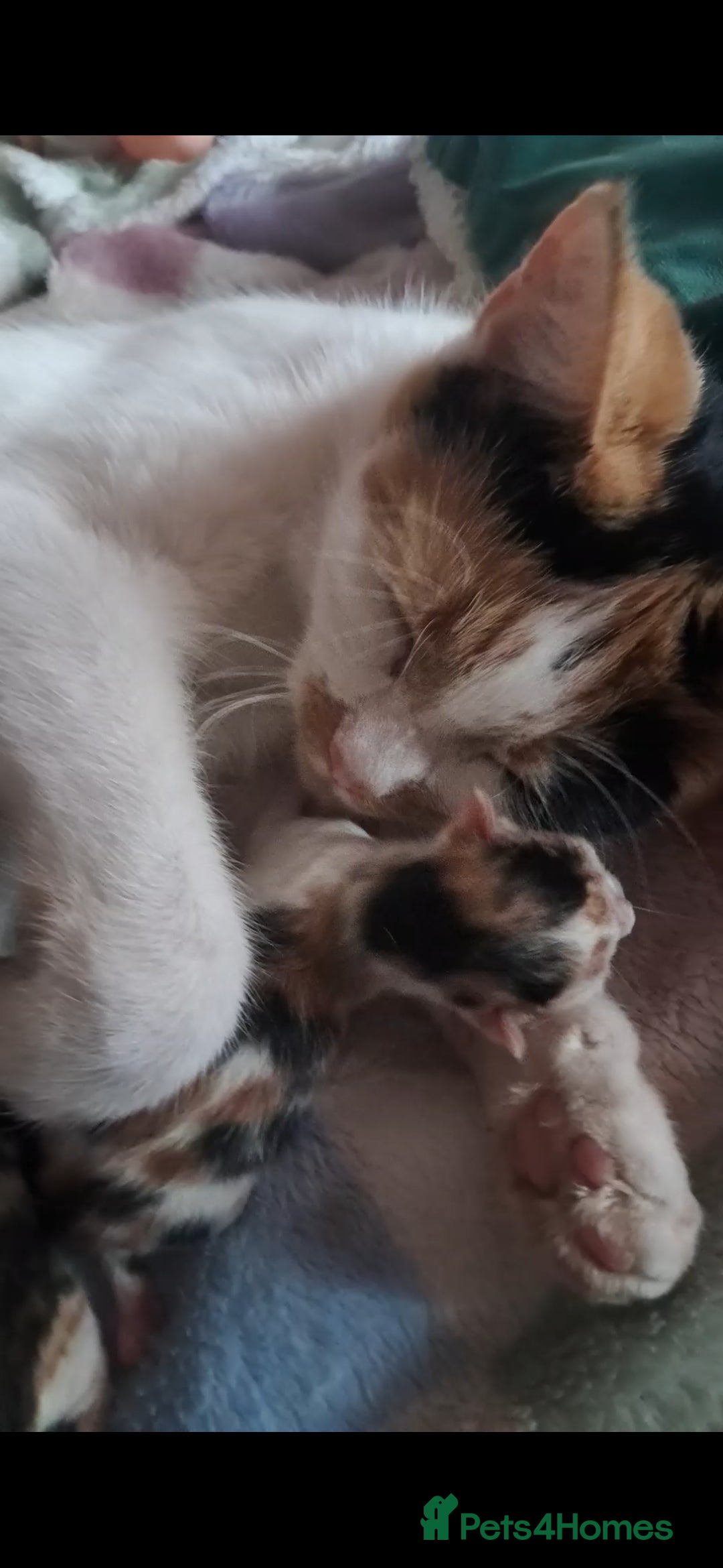 Mixed Breed cats for sale: 1 beautiful female kitten left - Image 9