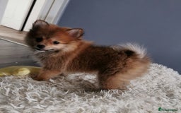 Pomeranian dogs for sale: Adorable Pomeranians 🩷🥰 - Image 5