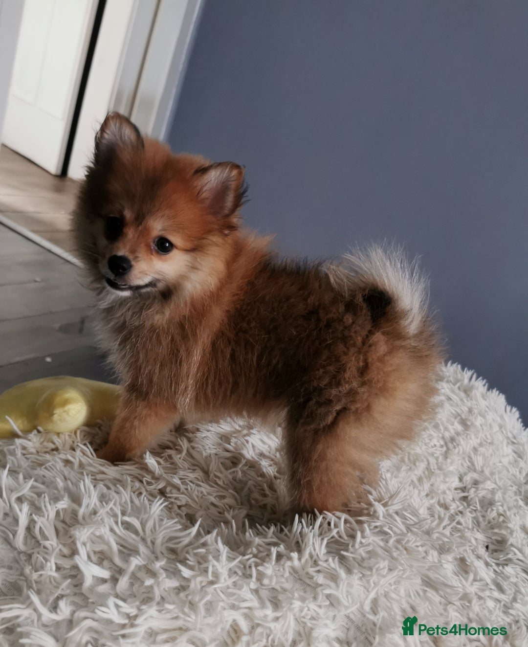 Pomeranian dogs for sale: Adorable Pomeranians 🩷🥰 - Image 5