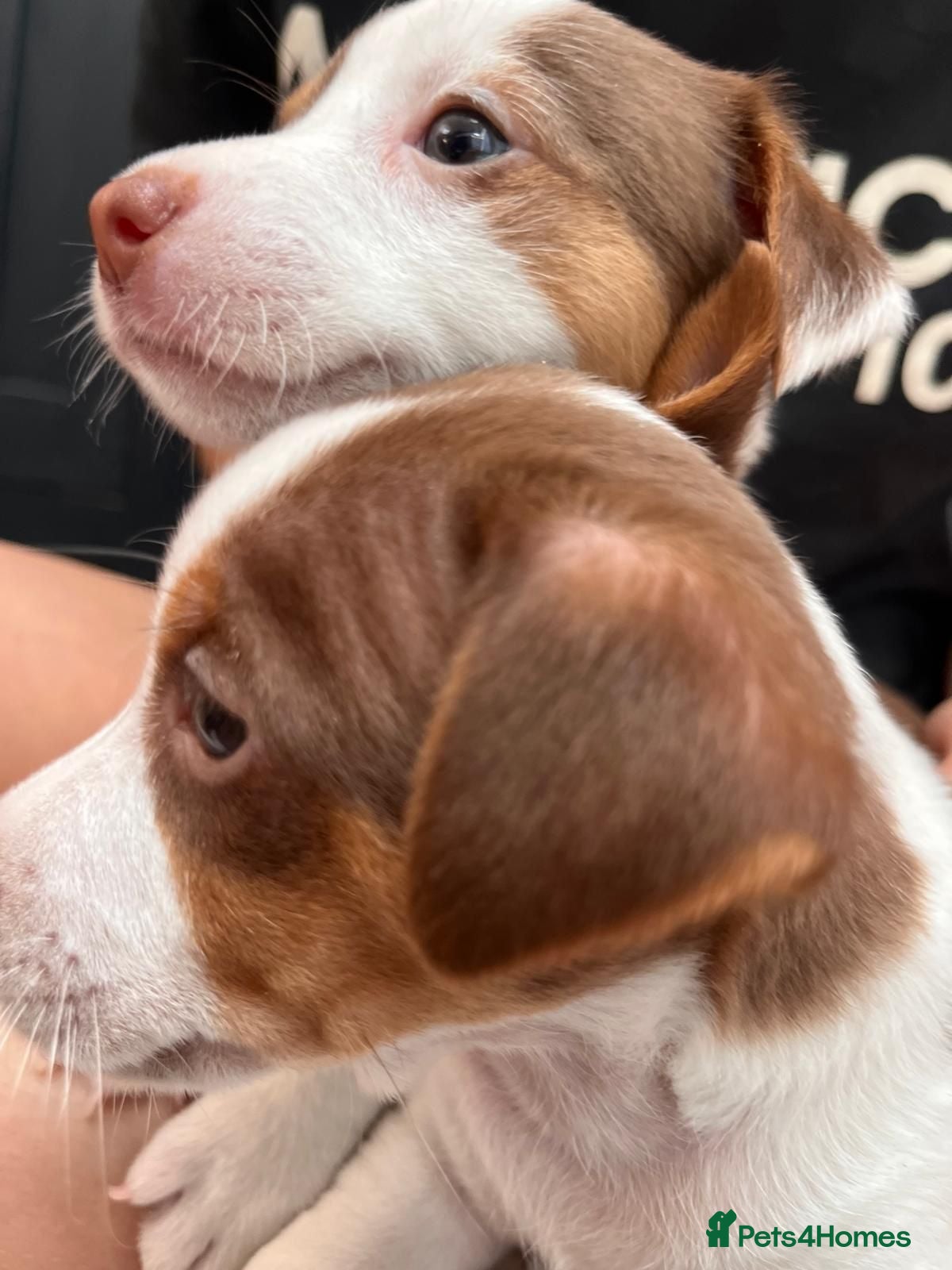 Jack Russell dogs Jack Russell Puppies  - Advert 2