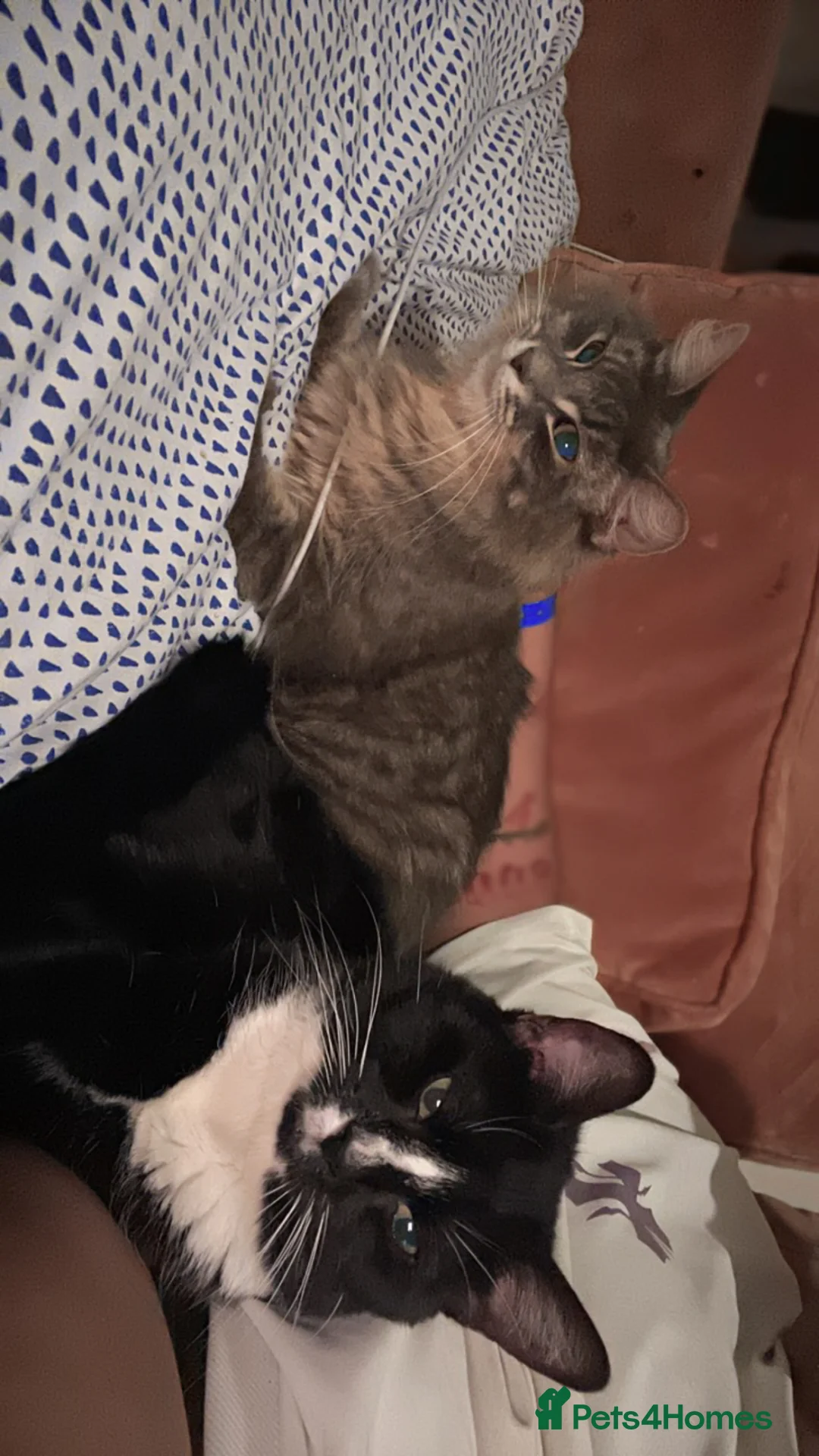 Mixed Breed cats for sale: 2 Cats need rehoming - Advert 11