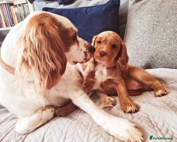 Cocker Spaniel dogs - Advert 2