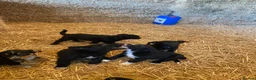 Mixed Breed dogs for sale: Border Collie X puppies  - Advert 12