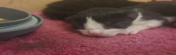 British Shorthair cats for sale: 3 British shorthair kittens - Advert 6