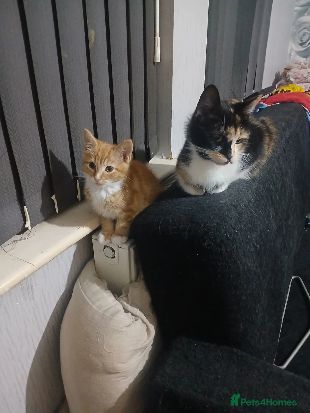 Mixed Breed cats for sale: Mixed breed - Advert 6