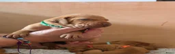 Hungarian Vizsla dogs for sale: KC registered Hungarian Vizsla puppies - Advert 11