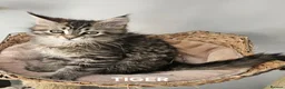 Maine Coon cats for sale: Large Maine Coon kittens regd European bloodline  - Advert 9