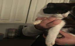 Mixed Breed cats for sale: 2 beautiful boys left  - Image 8