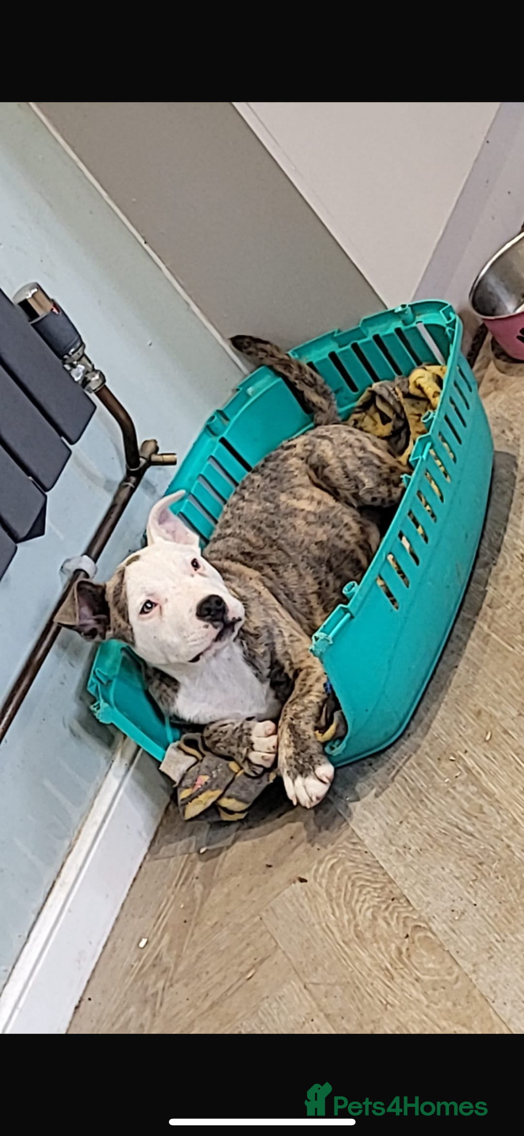 Staffordshire Bull Terrier dogs for sale: Beautiful BlueBrindle & white Staffi - Image 2