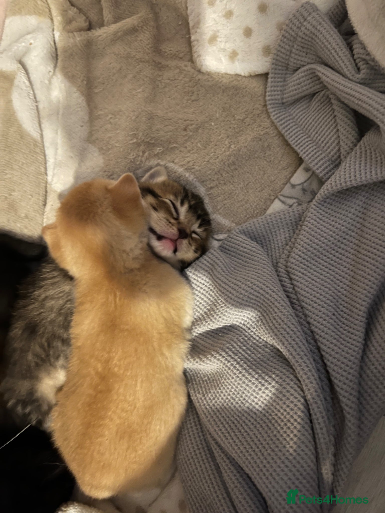 Mixed Breed cats for sale: 🚨GORGEOUS KITTENS READY TO LEAVE 🚨 - Advert 26