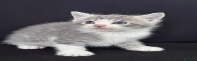 Mixed Breed Kitten 7