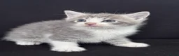 Mixed Breed cats for sale: 7 stunning kittens  - Advert 2