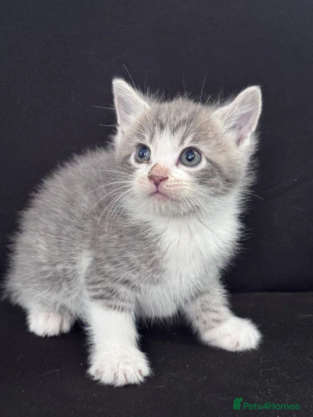 Mixed Breed cats for sale: 7 stunning kittens  - Advert 2