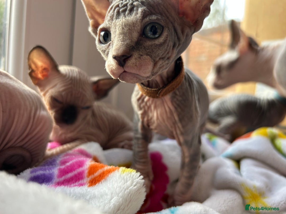 Sphynx cats for sale: Beautiful lot of Sphynx kittens from family pets - Image 7