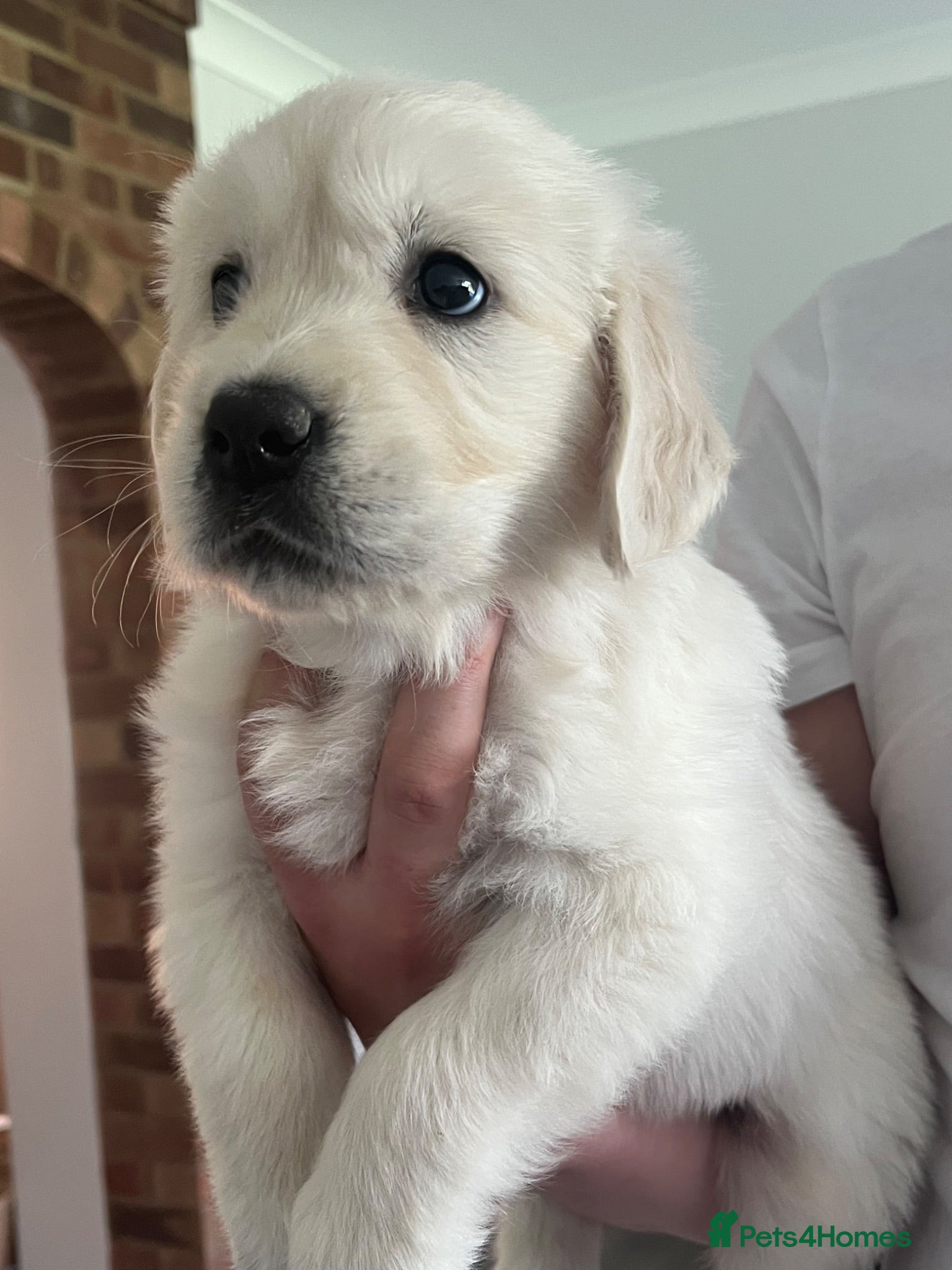 Golden Retriever dogs KC Old English Cream Golden Retriever Puppies  - Advert 2
