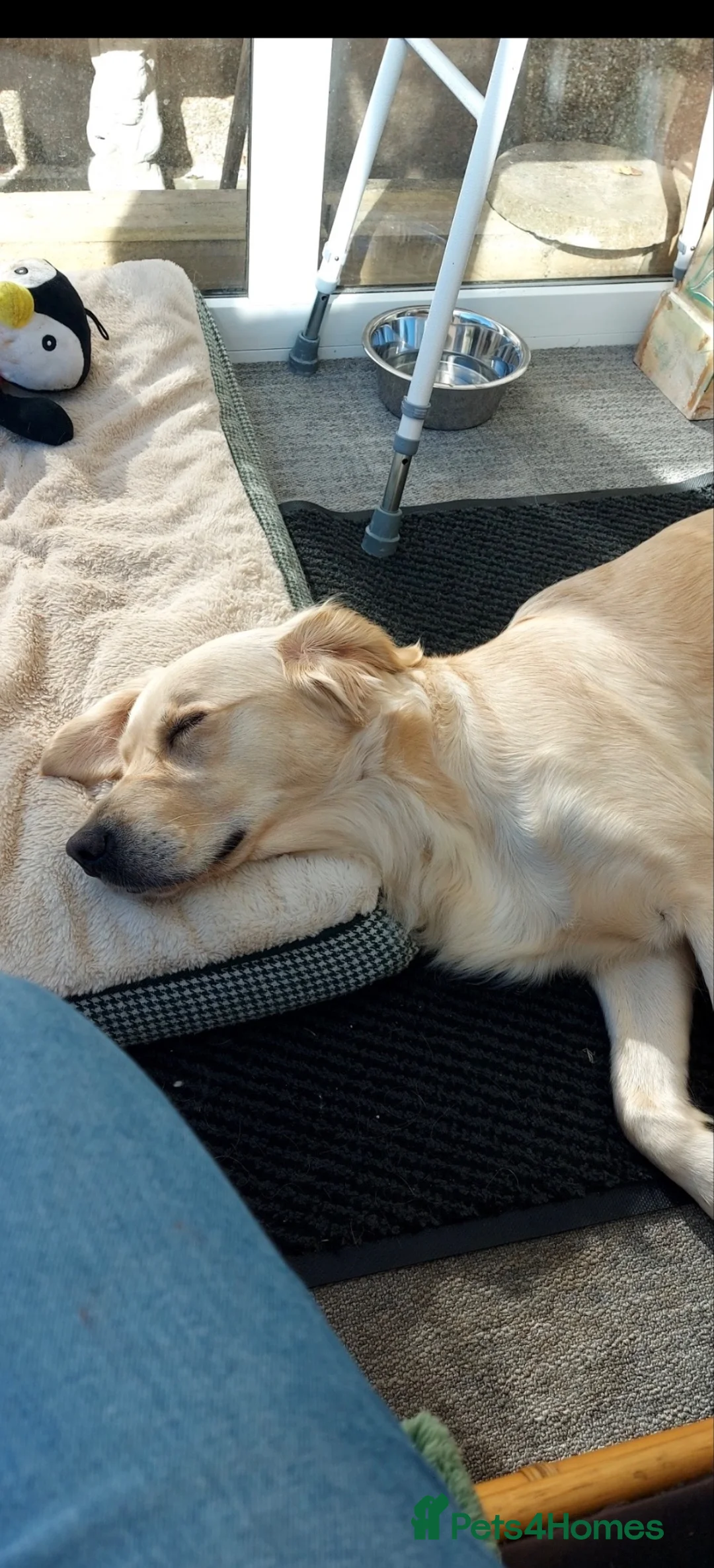 Golden Retriever dogs for sale: Golden retriever 3 years old  in Honiton - Advert 1