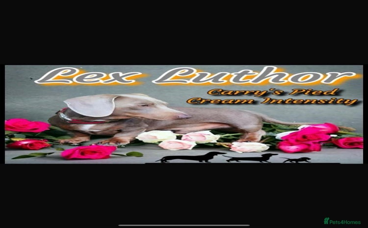 Miniature Dachshund dogs - Advert 11