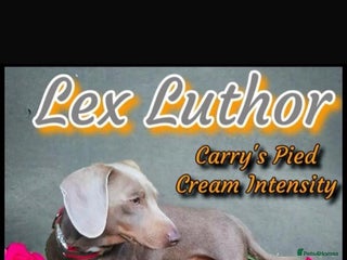 Miniature Dachshund dogs - Advert 11