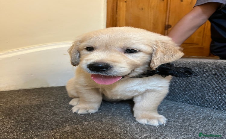 Golden Retriever dogs - Advert 1