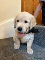 Golden Retriever dogs - Advert 5