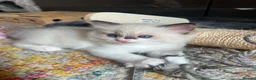 Ragdoll cats for sale: Ragdoll Kitten, Avalable Now - Male - Advert 3
