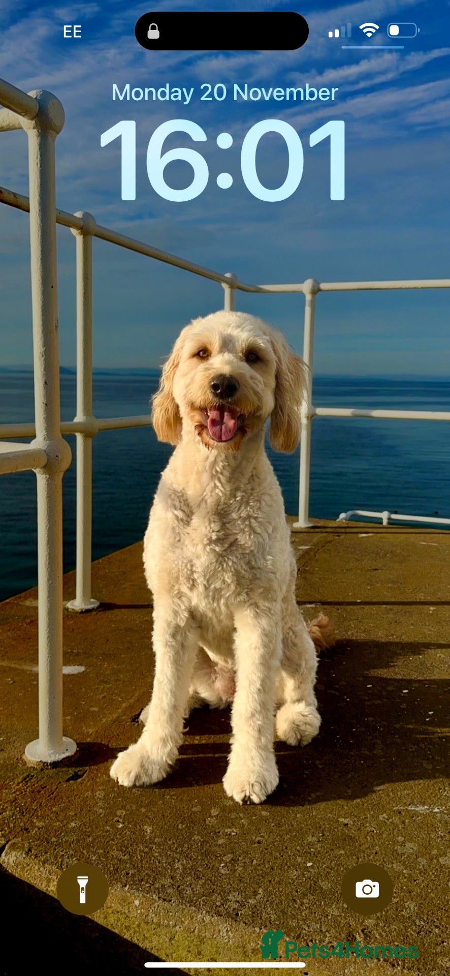 Goldendoodle dogs Standard F2 Golden Doodle Puppies - Advert 6