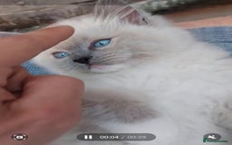 Ragdoll cats for sale: Original purebred Ragdoll kittens.Girl and boy. - Image 2