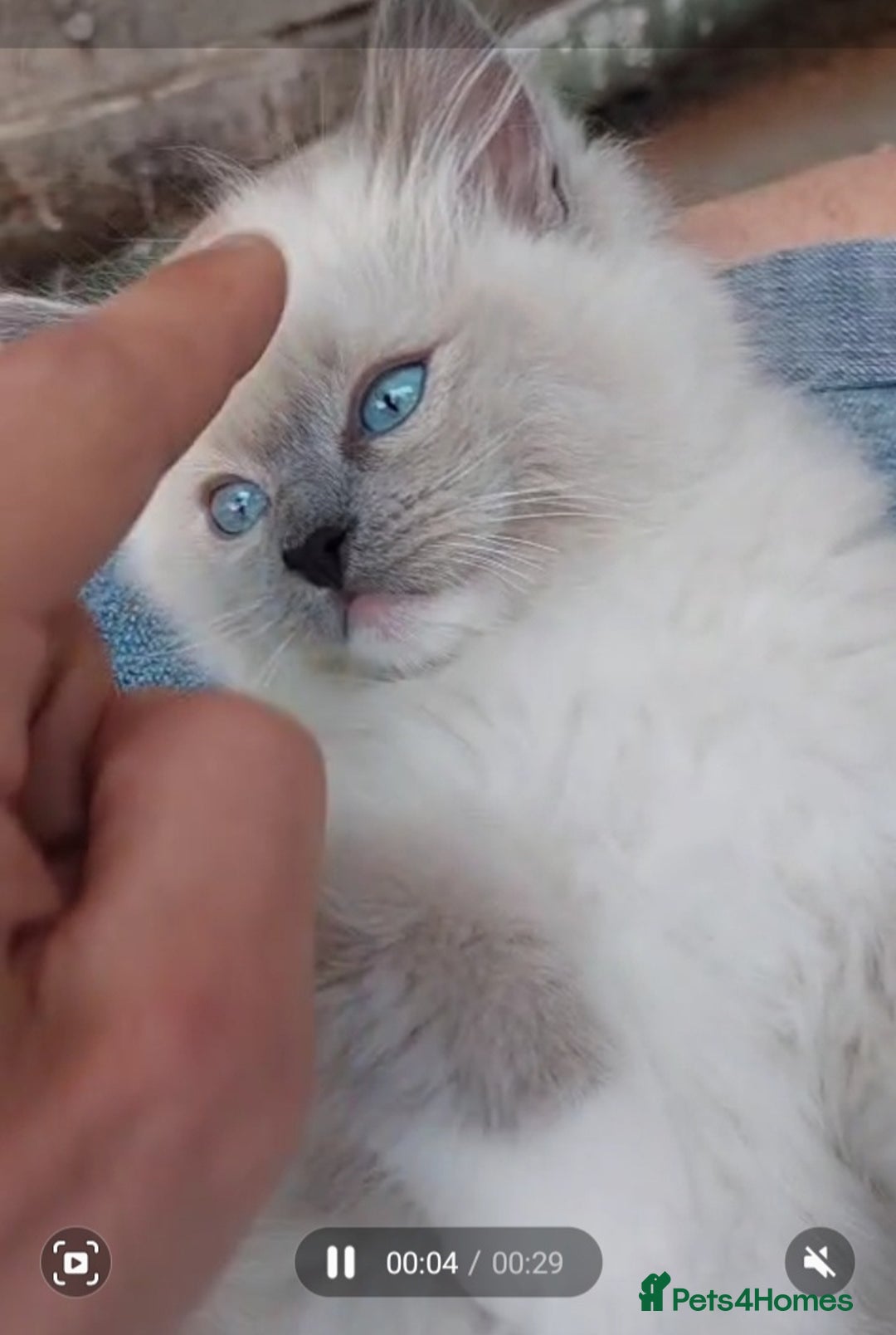 Ragdoll cats for sale: Original purebred Ragdoll kittens.Girl and boy. - Image 2