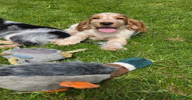 Cocker Spaniel dogs for sale in Llandeilo - Advert 3