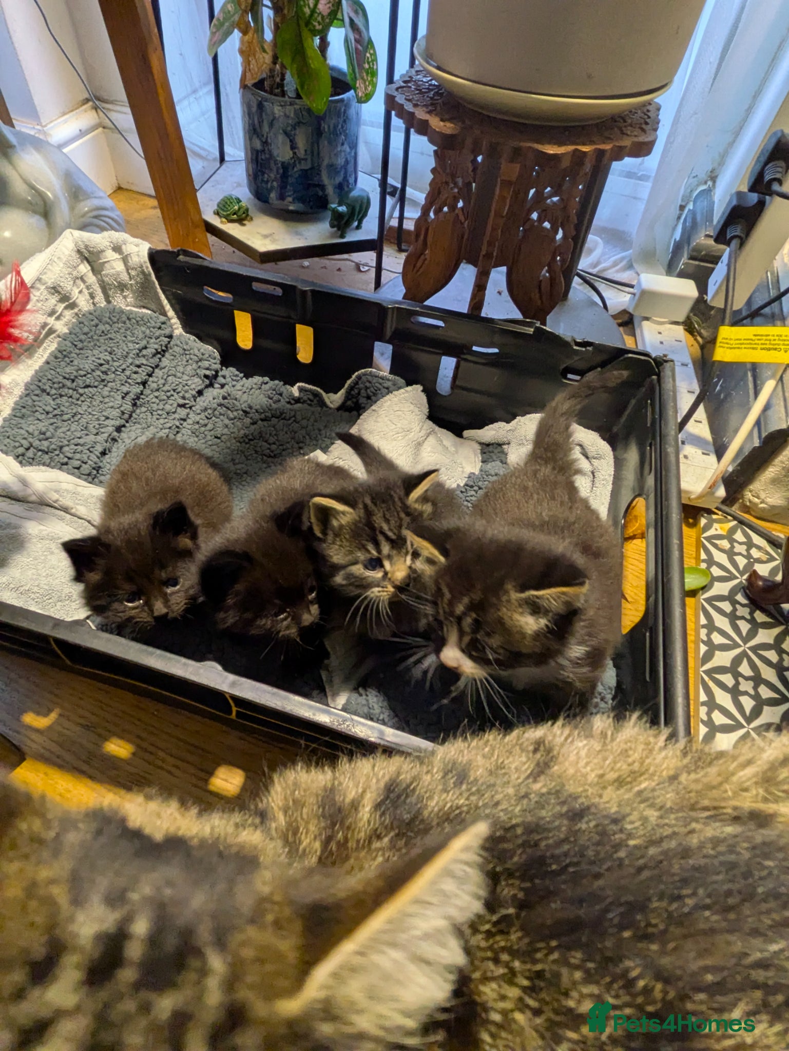 British Longhair cats Beautiful Kittens  - Advert 1