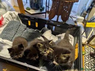 British Longhair cats Beautiful Kittens - Advert 1