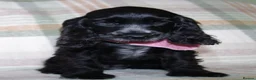 Cocker Spaniel dogs for sale: Beautiful Show Cocker Spaniel Puppies  - Advert 8
