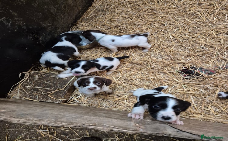 English Springer Spaniel dogs English Springer Spaniel Pups - Advert 5