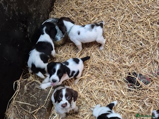 English Springer Spaniel dogs English Springer Spaniel Pups - Advert 5
