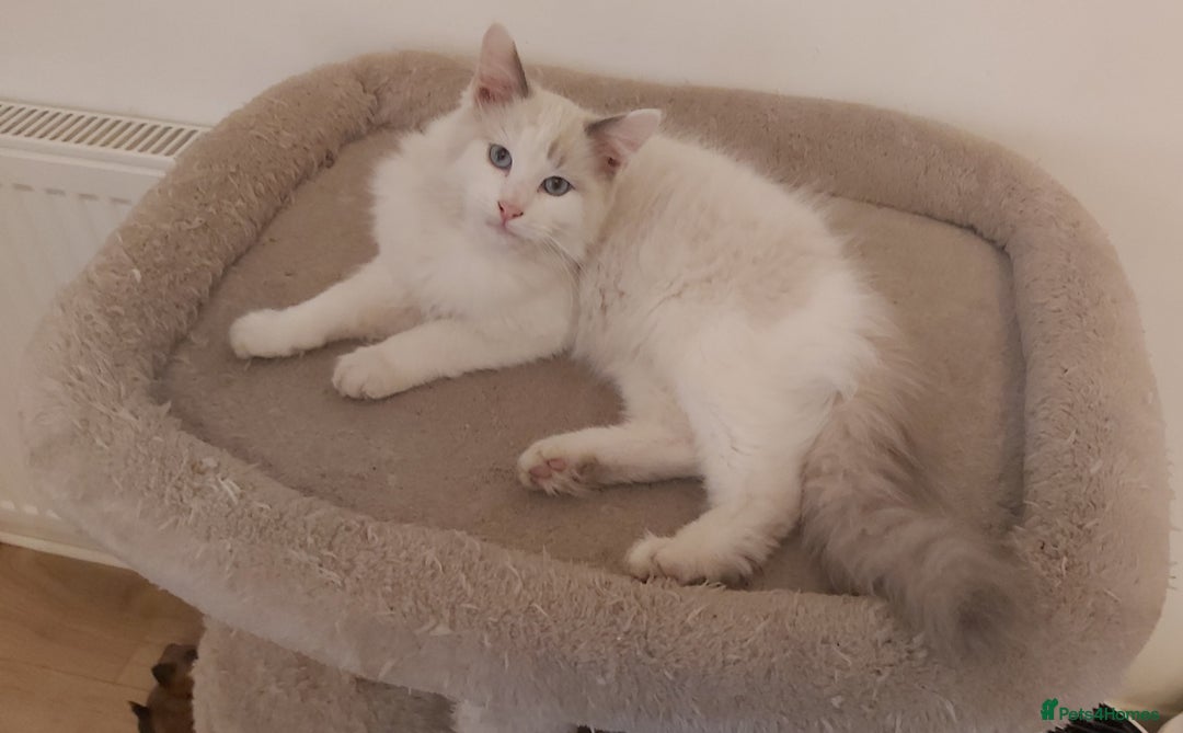 Ragdoll cats for sale: RAGDOLL BICOLOUR BOY BLUE EYES READY NOW! - Image 14