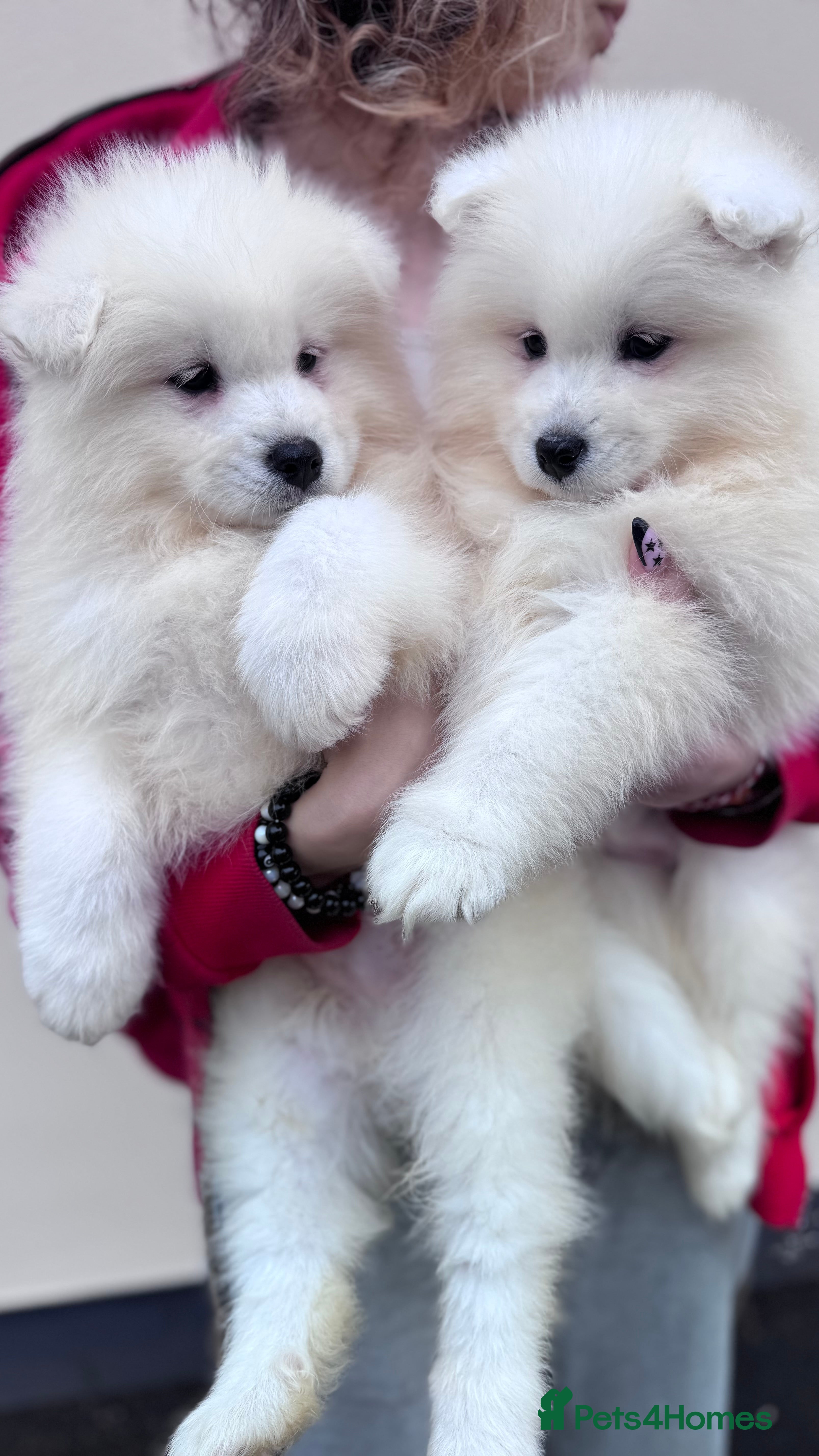Samoyed Rescue Average Price Of A Samoyed Puppy Samoyed Dog Breed