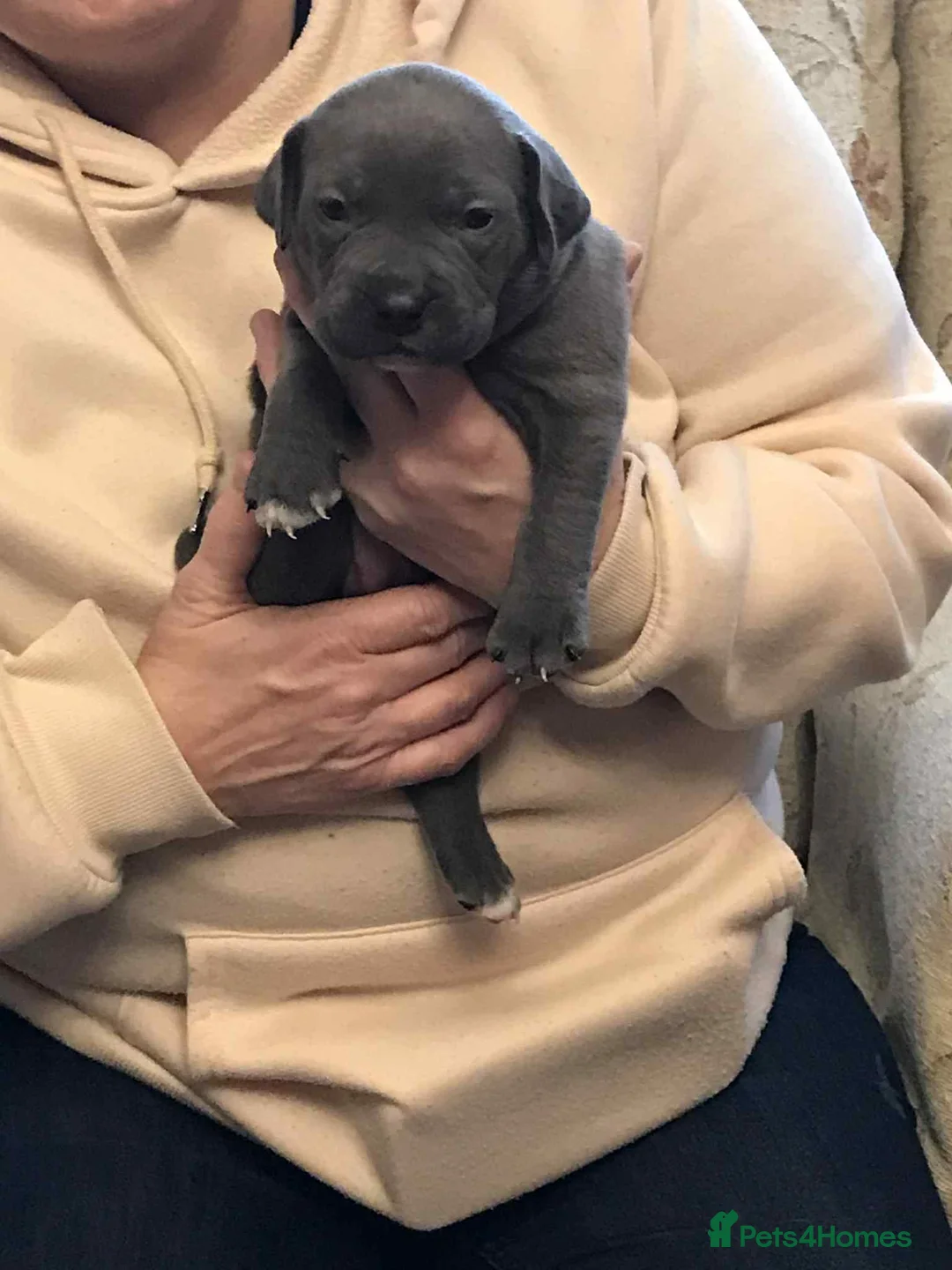 Mixed Breed dogs for sale: Pocket bully / Cane Corso pups  - Advert 2