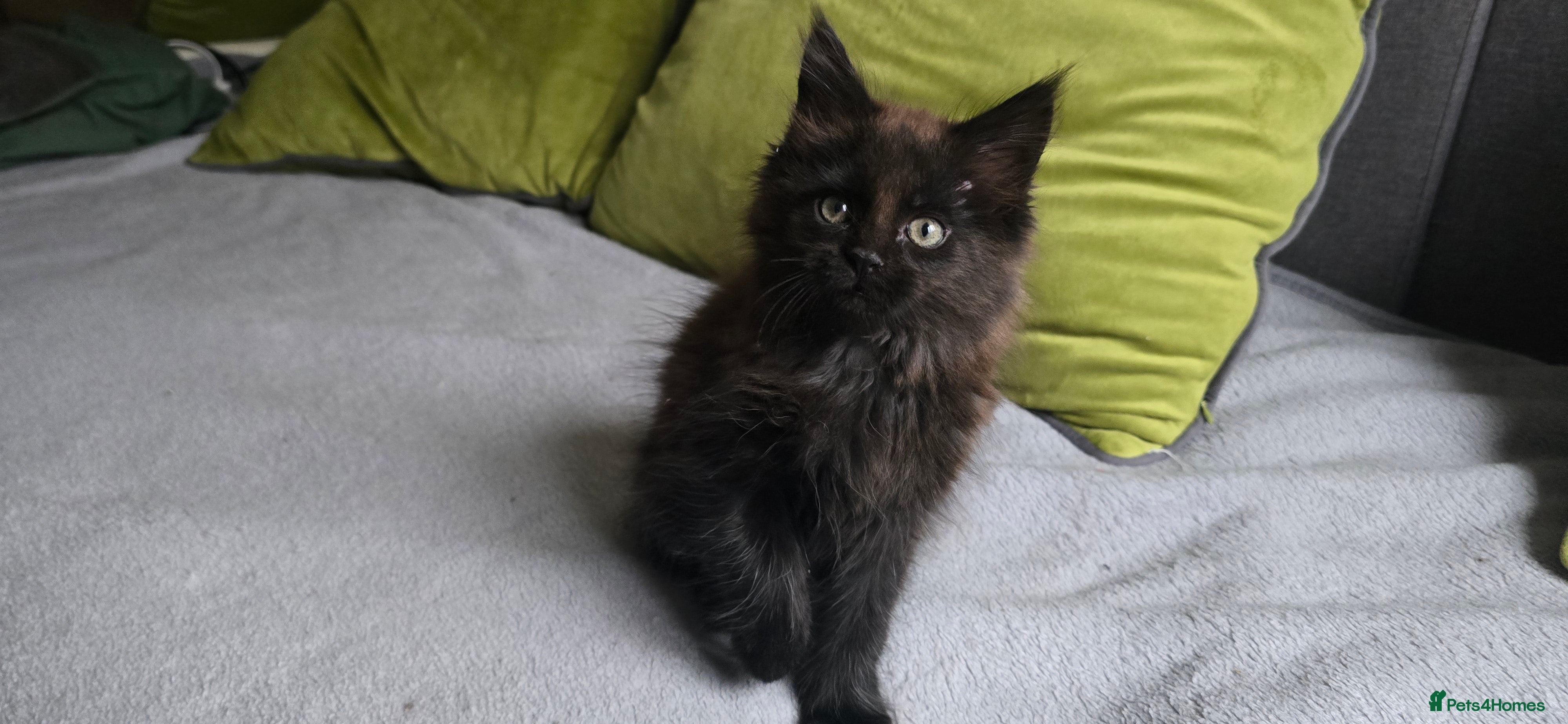 Maine Coon cats Maine coon girls - Advert 10