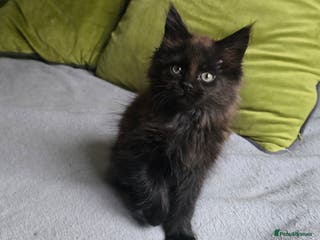 Maine Coon cats Maine coon girls - Advert 10