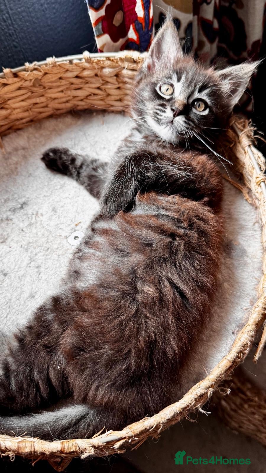 Maine Coon cats MaineCoon/Ragdoll X (pedigree registered parents) - Advert 17