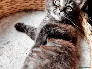 Maine Coon cats MaineCoon/Ragdoll X (pedigree registered parents) - Advert 17