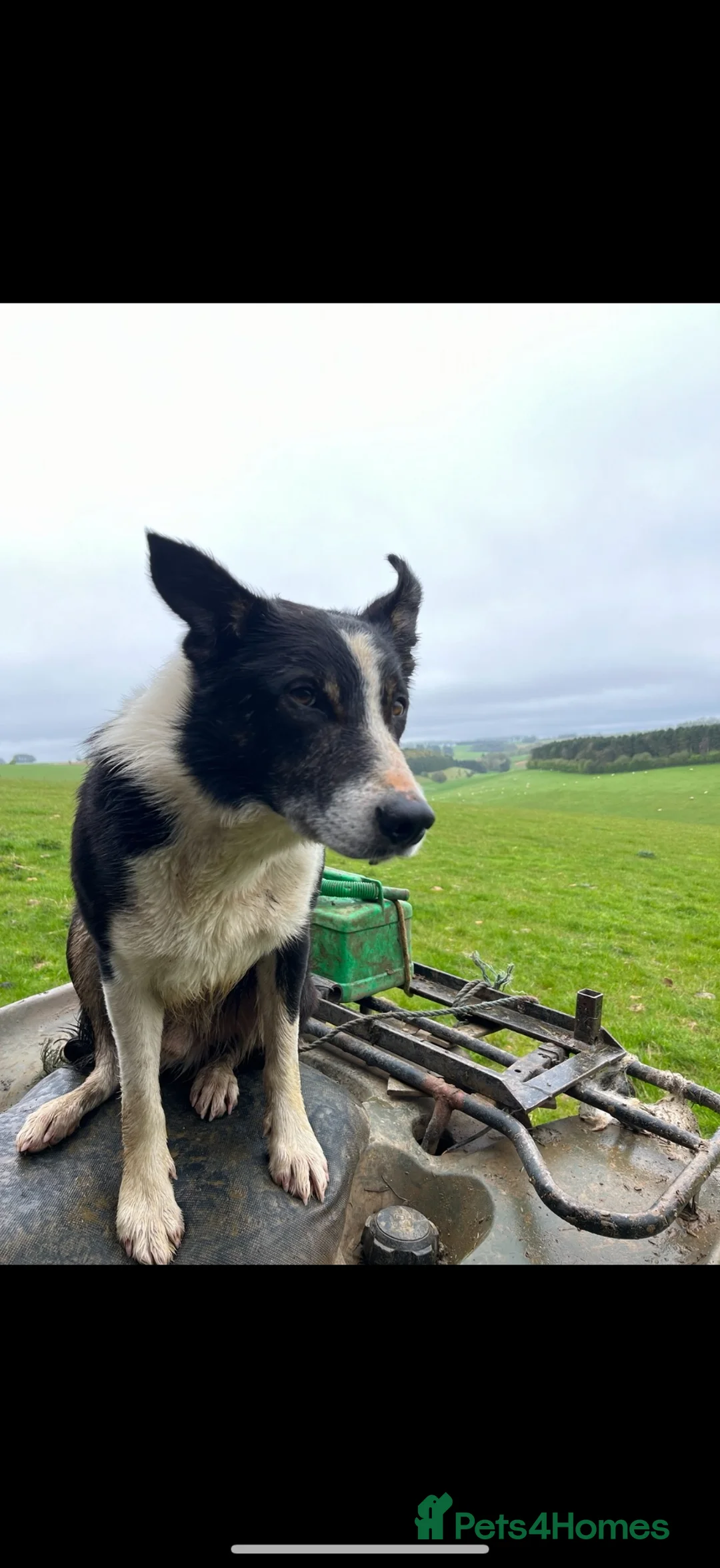 Border Collie dogs for sale: Border collie dog looking for forever home  in Cirencester - Advert 4