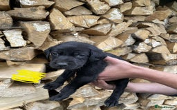 Labrador Retriever dogs for sale: KC Registered Black Labrador puppies   - Image 6