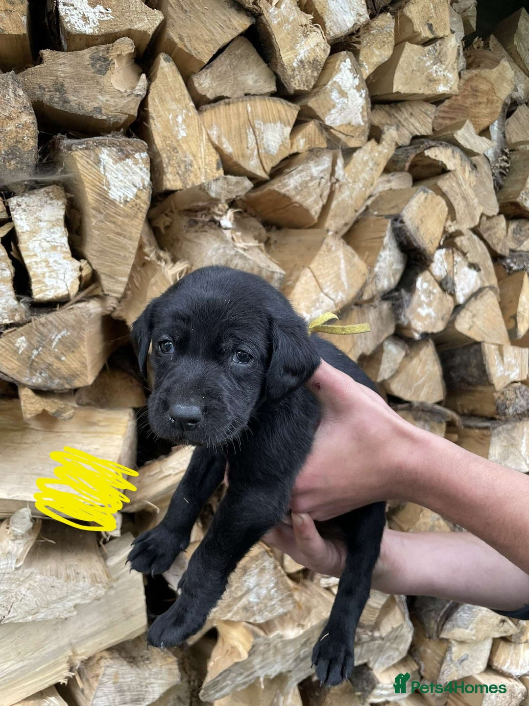 Labrador Retriever dogs for sale: KC Registered Black Labrador puppies   - Image 6