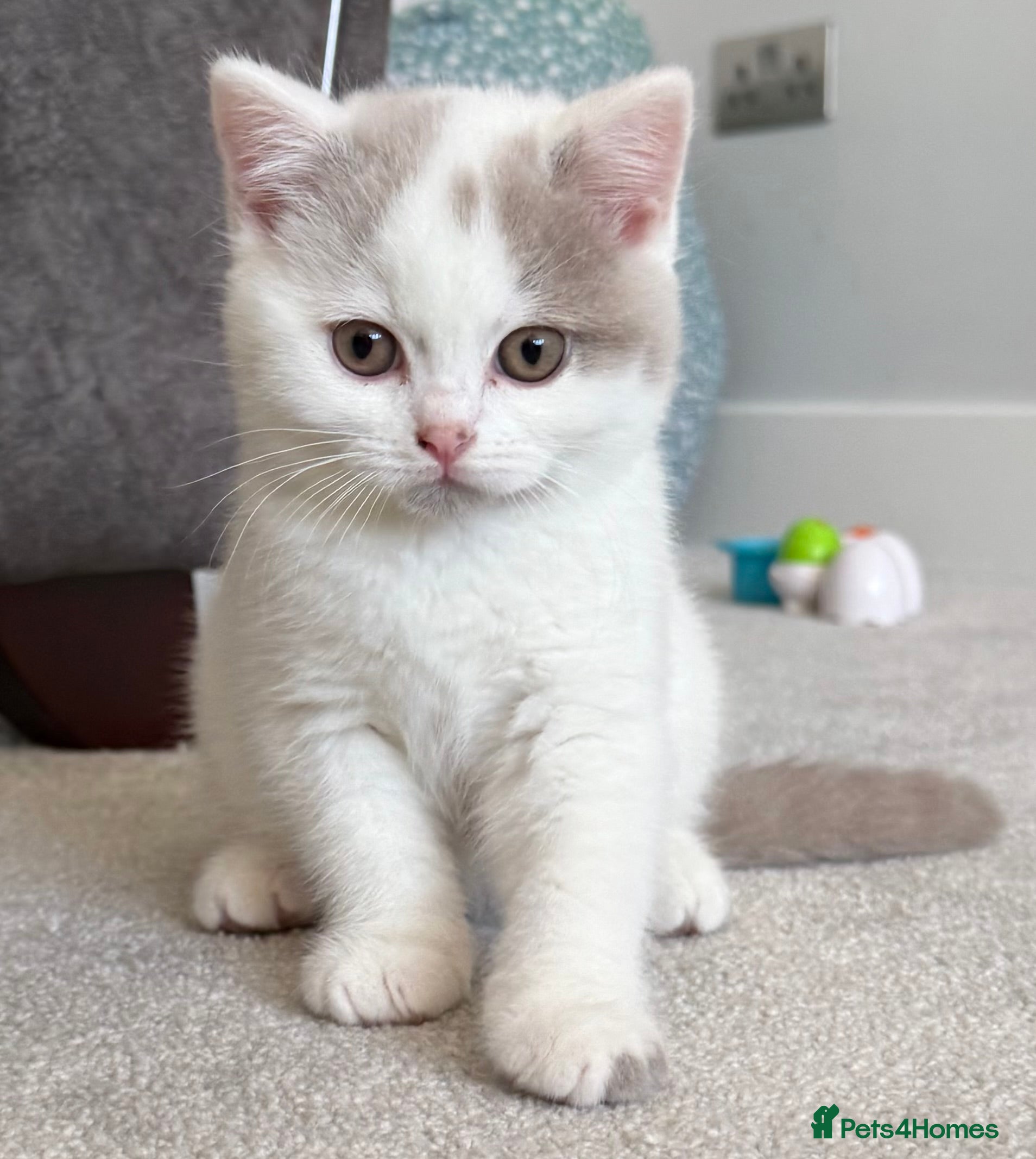 British Shorthair cats Stunning Registered BSH babies available  - Advert 6