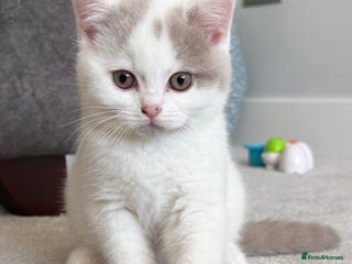 British Shorthair cats Stunning Registered BSH babies available - Advert 6